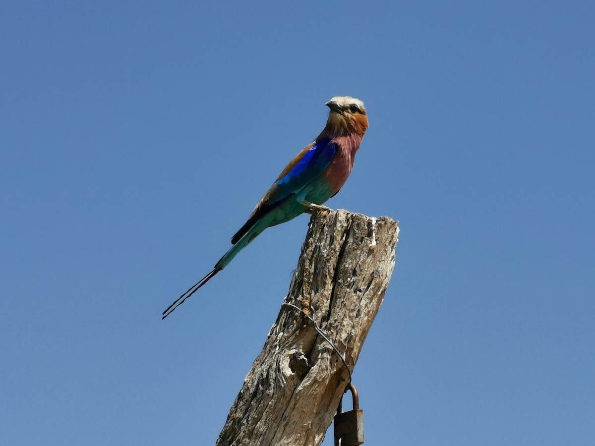 Lilac-breasted Roller - ML646293799