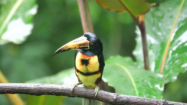 Collared Aracari - ML646293801