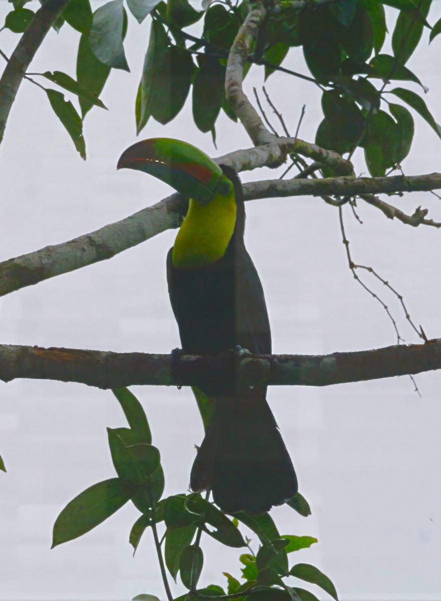 Радужный тукан - ML646293815