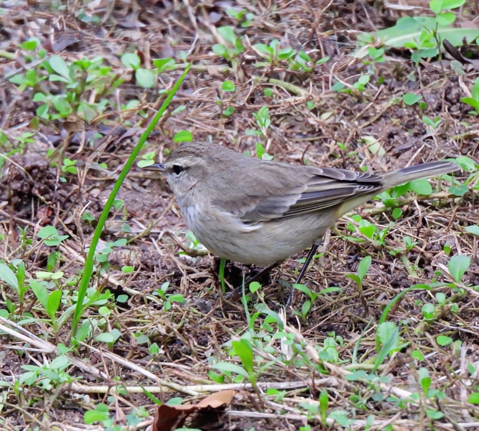 Palm Warbler - ML646293818
