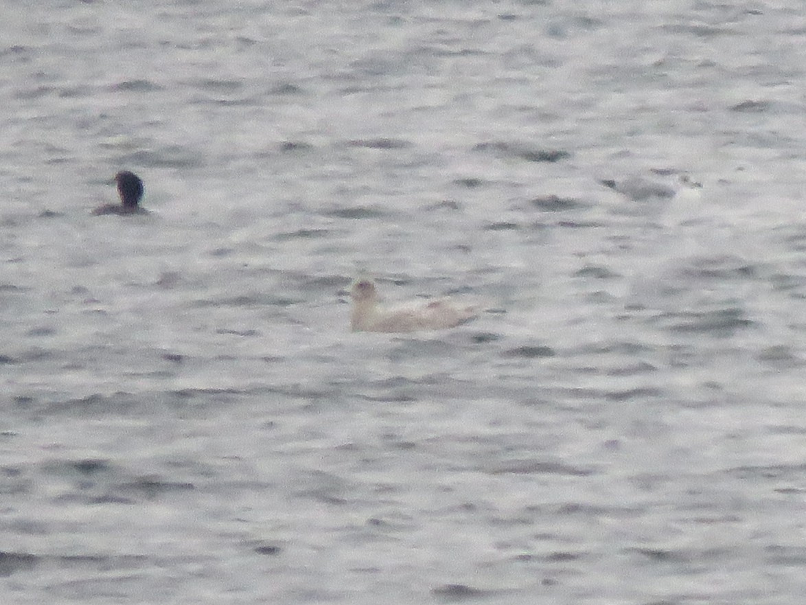 Iceland Gull - ML646293819