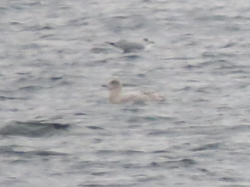 Iceland Gull - ML646293820