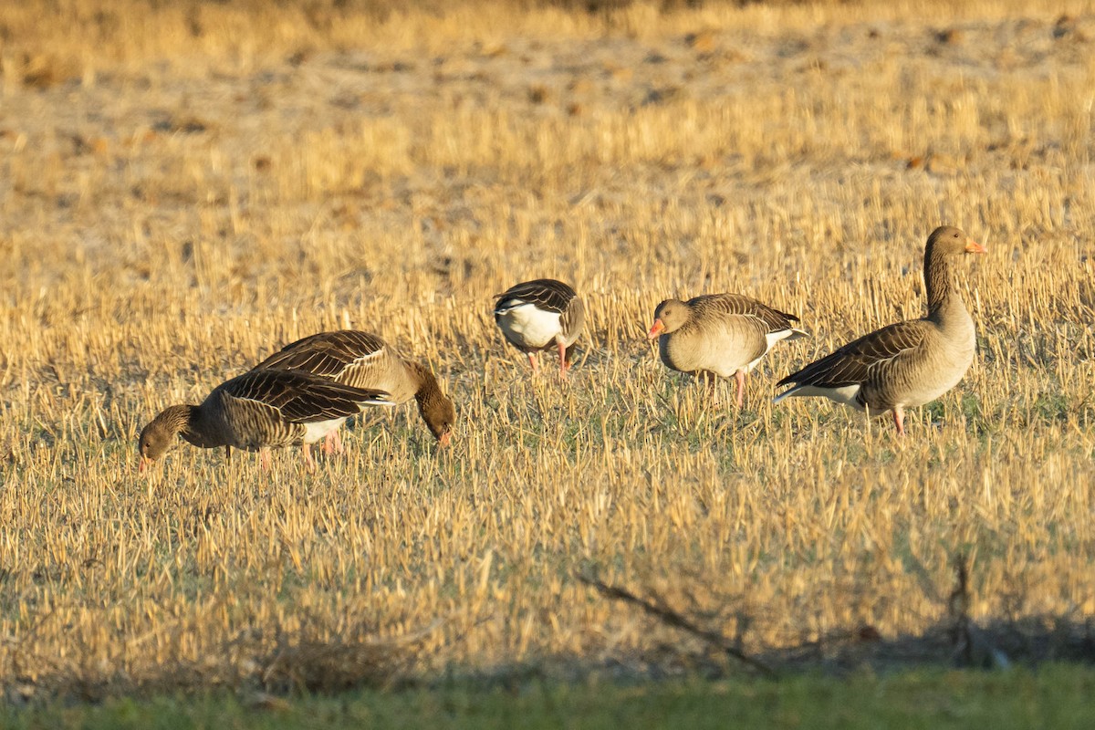 Graylag Goose - ML646293824