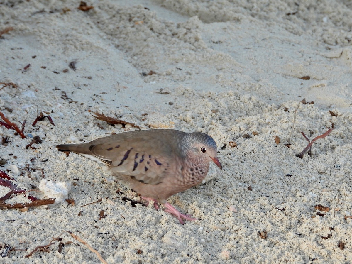 スズメバト - ML646293825