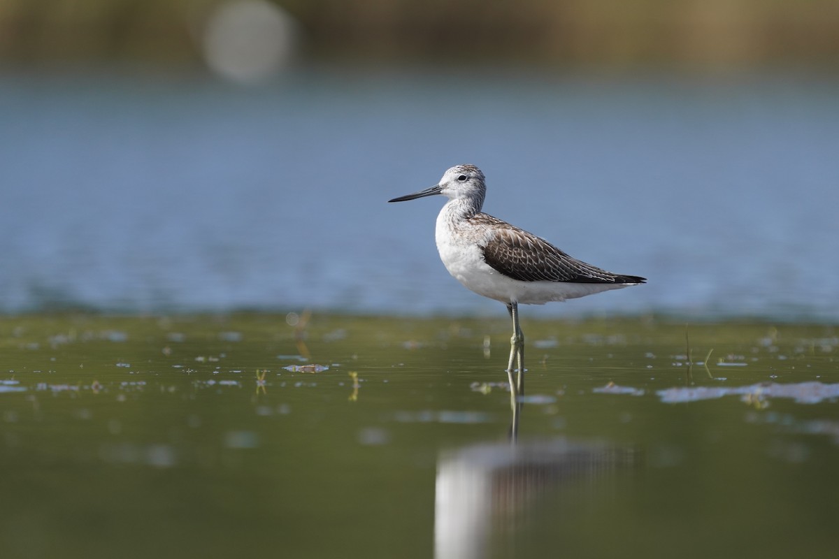 gluttsnipe - ML646293826