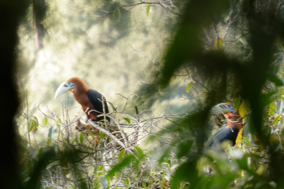Rufous-necked Hornbill - ML646293828