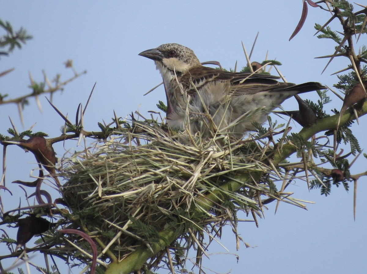 Donaldson Smith's Sparrow-Weaver - ML646293832