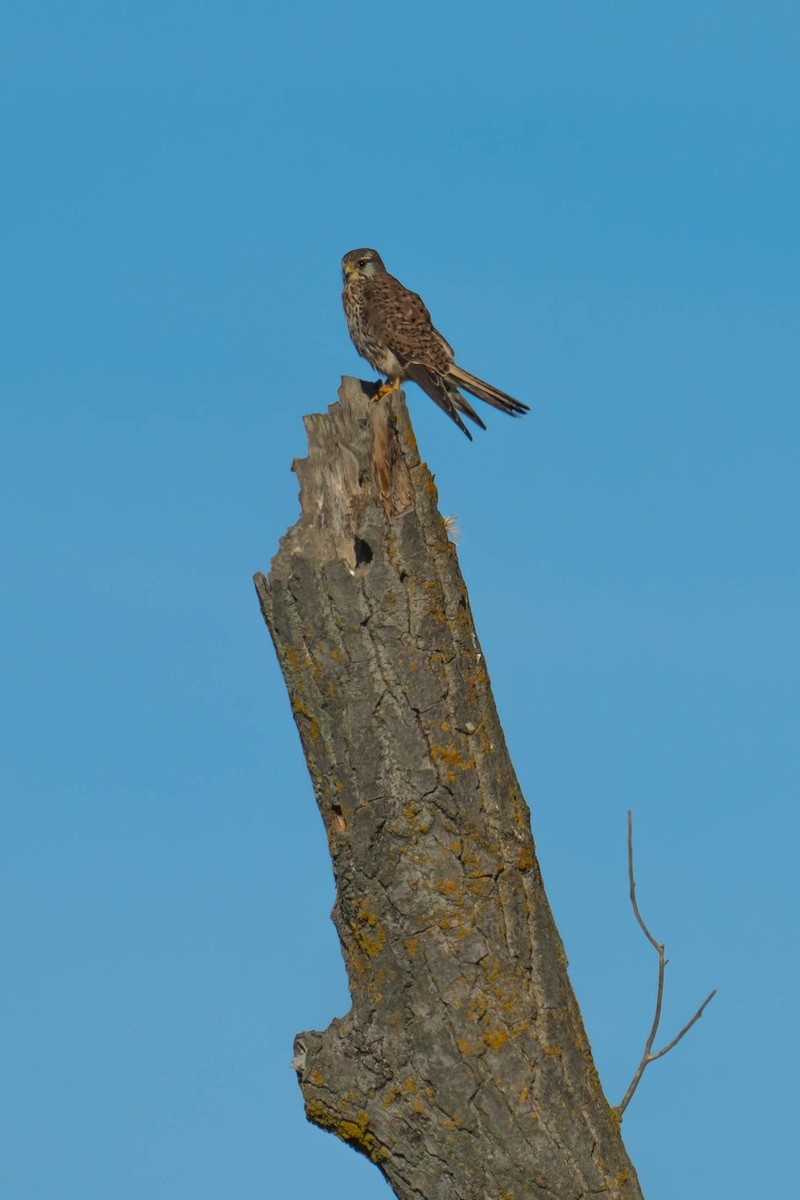 Eurasian Kestrel - ML646293835