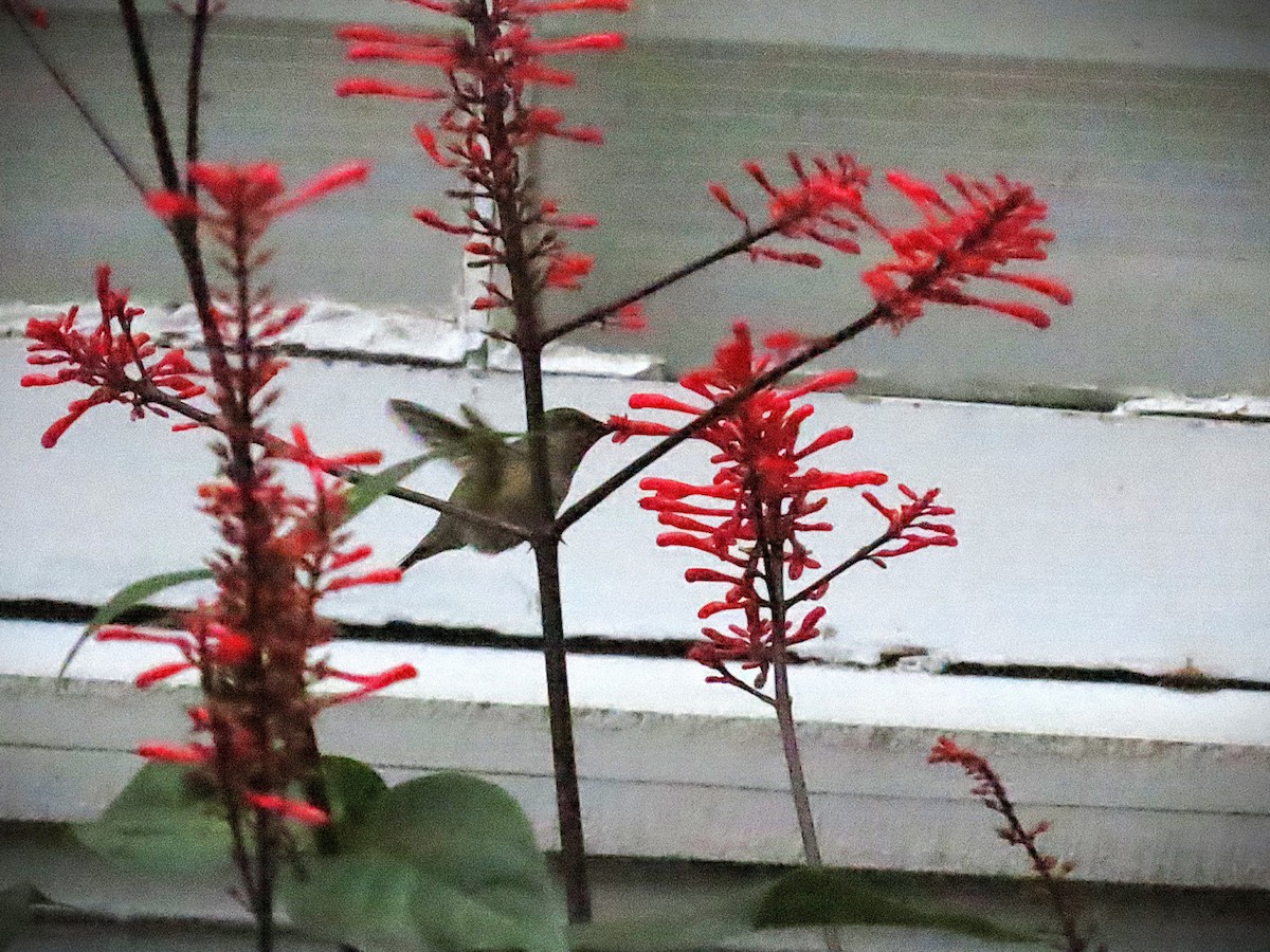 Calliope Hummingbird - ML646293836