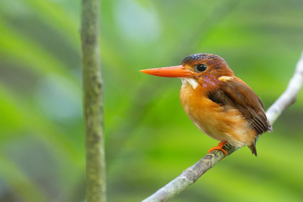 Sulawesi Dwarf-Kingfisher - ML646293838