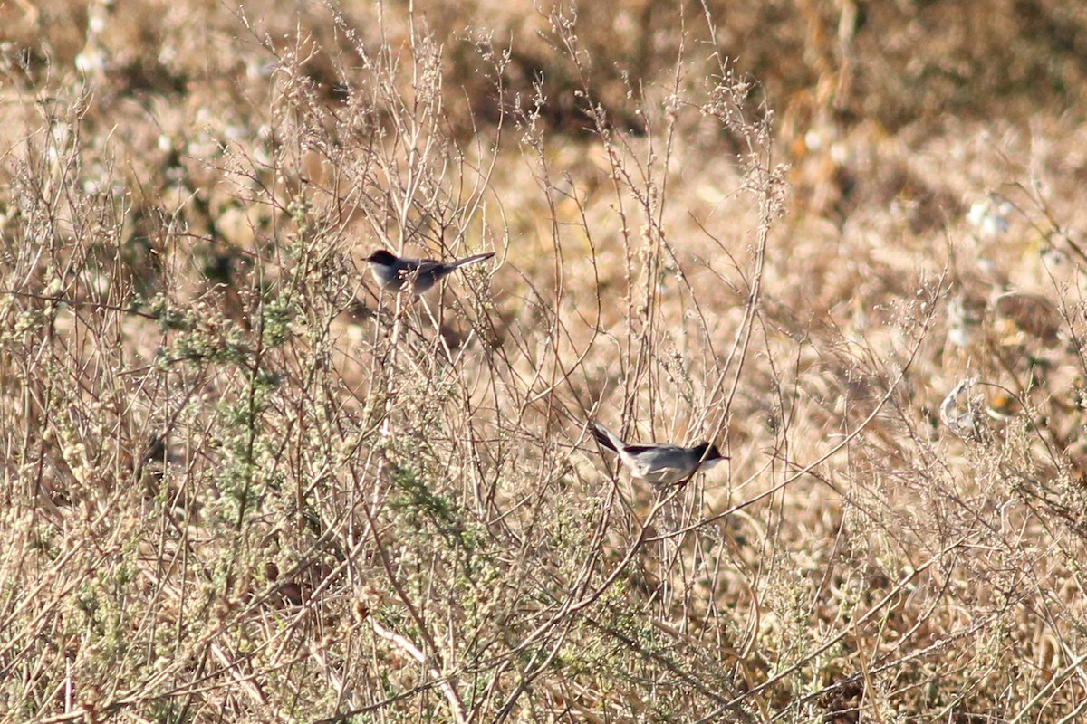 Samtkopf-Grasmücke - ML646293843