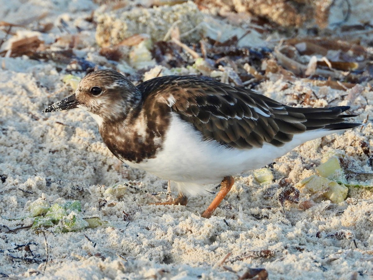 キョウジョシギ - ML646293844