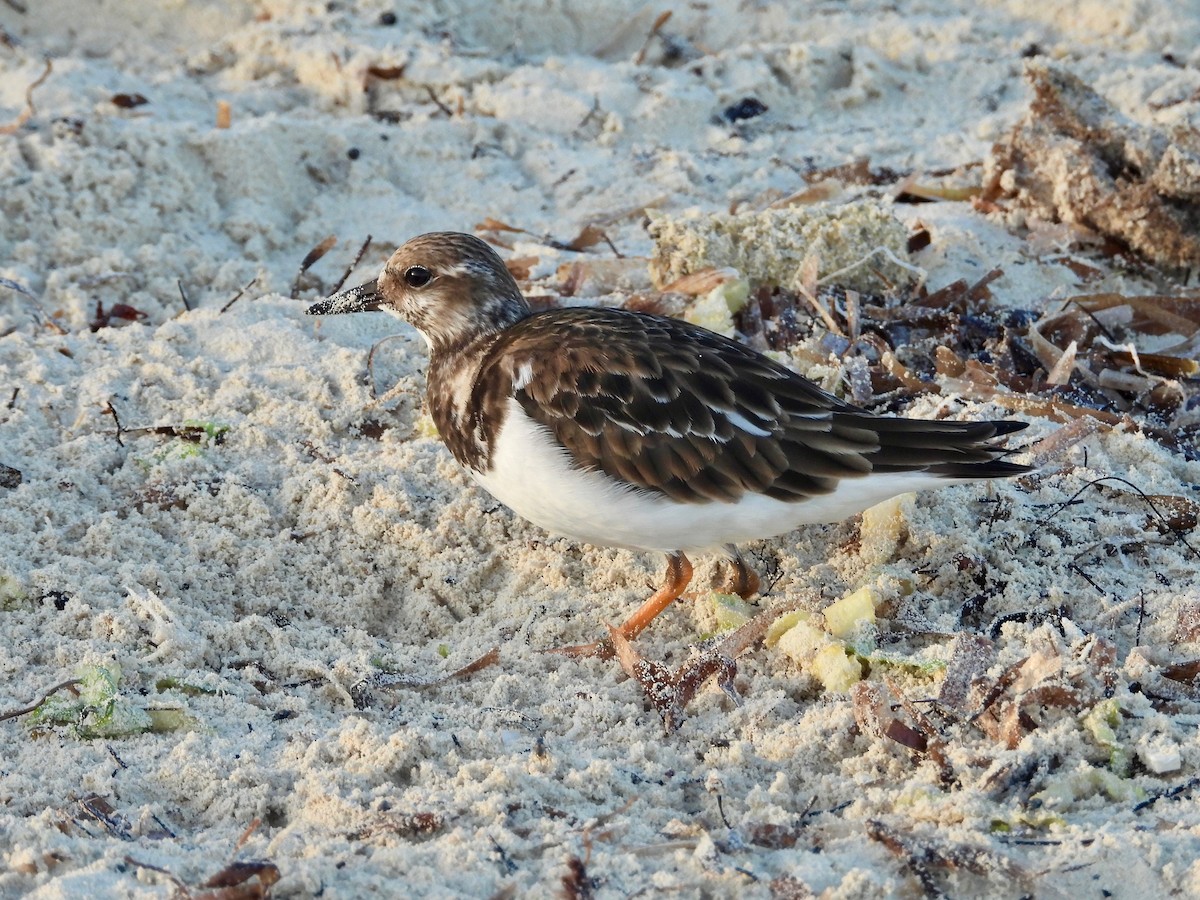 キョウジョシギ - ML646293845