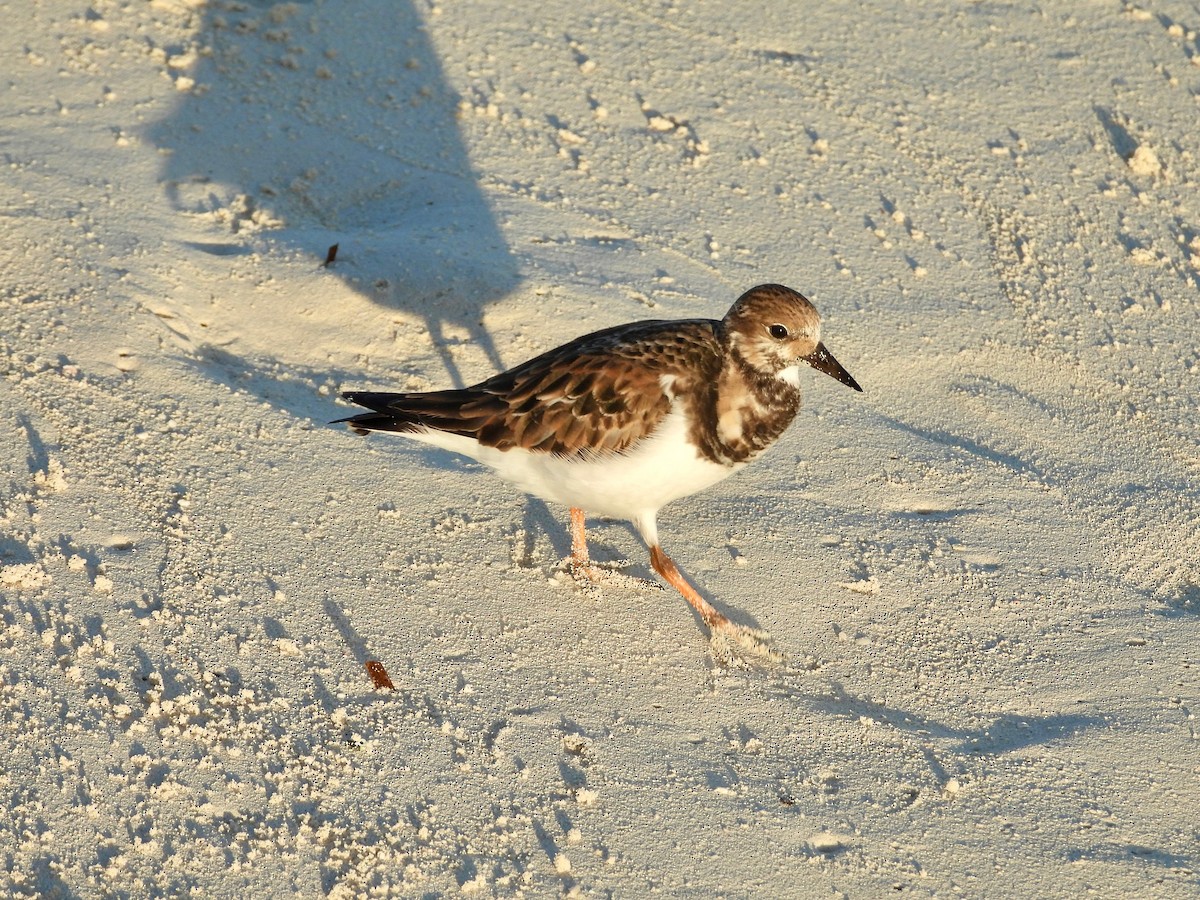 キョウジョシギ - ML646293846