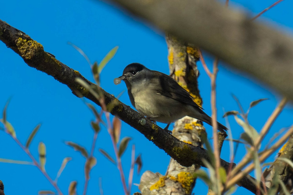 Eurasian Blackcap - ML646293847