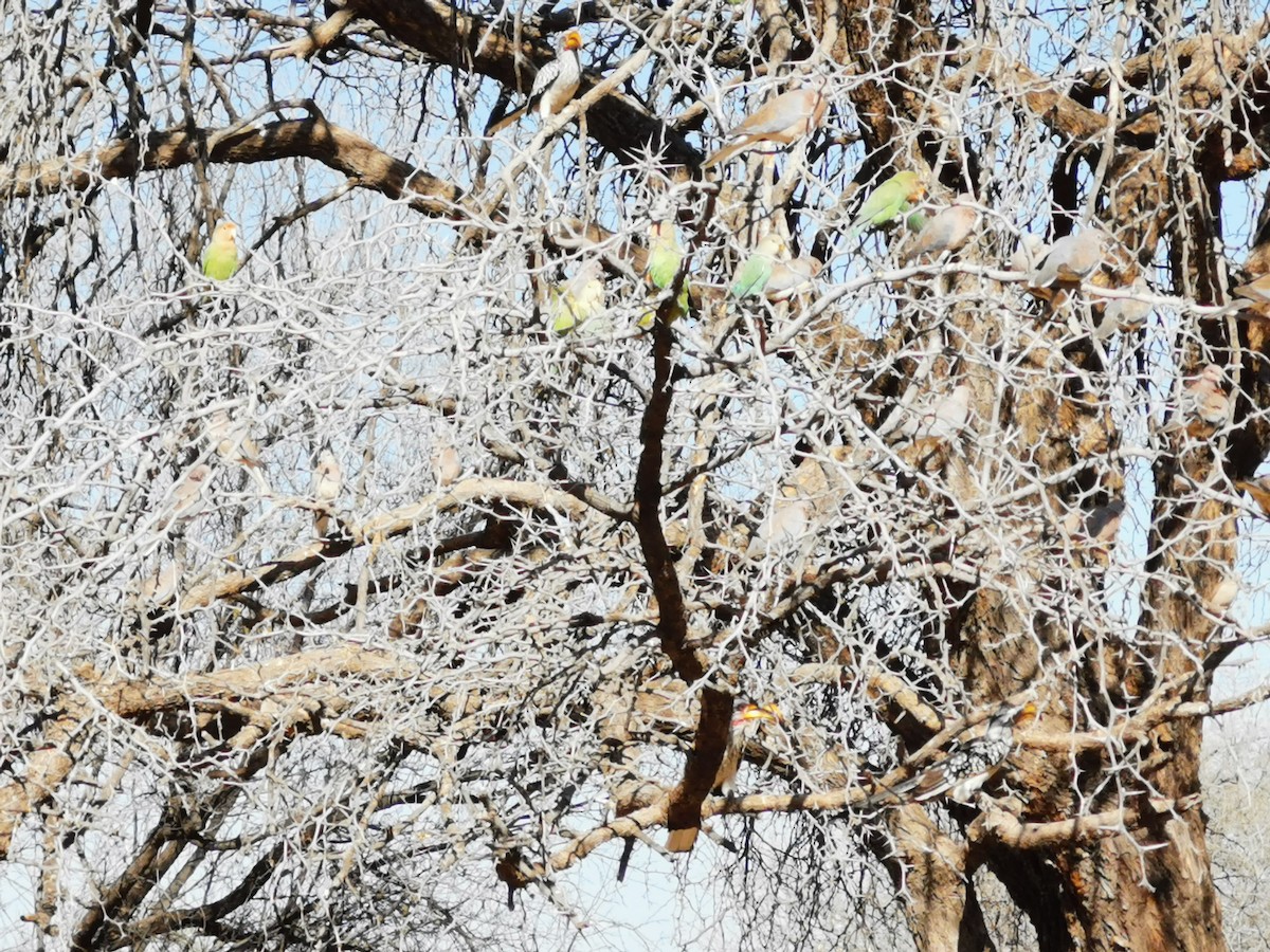 Southern Yellow-billed Hornbill - ML646293850