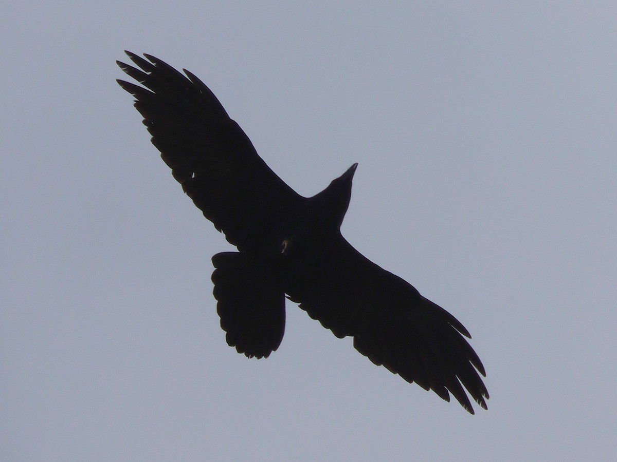 Common Raven - ML646293851