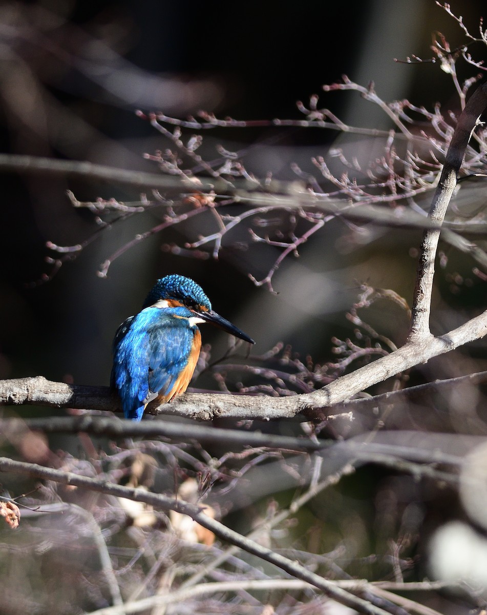 isfugl - ML646293853