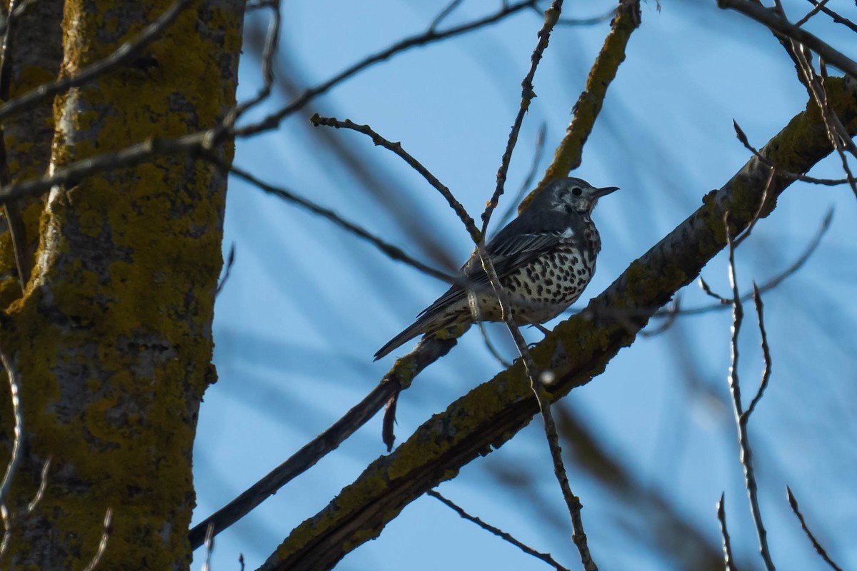 槲鶇 - ML646293854