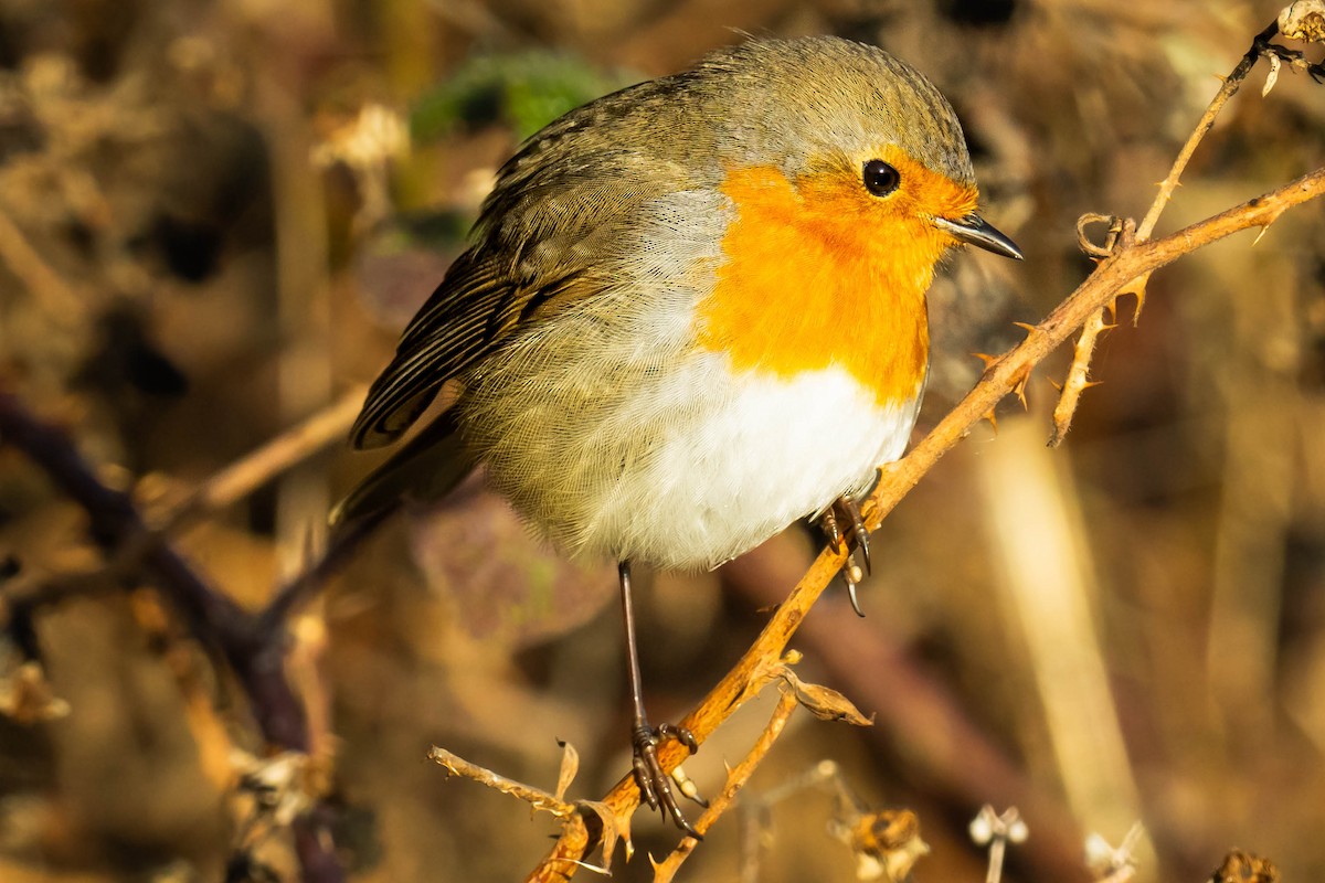 European Robin - ML646293857