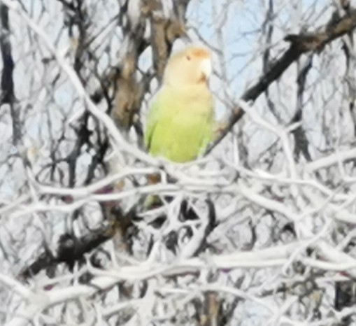 Rosy-faced Lovebird - ML646293863