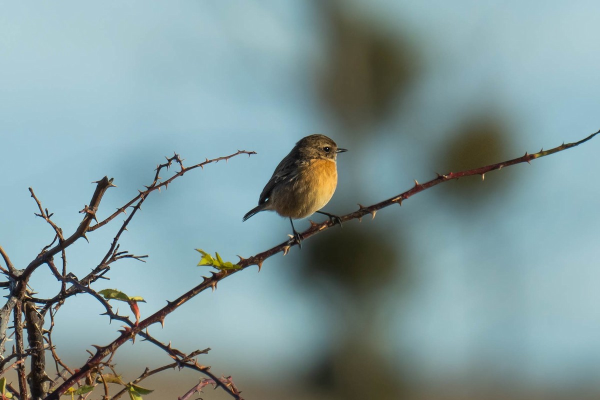 European Stonechat - ML646293864