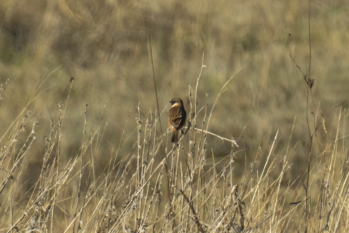 European Stonechat - ML646293865