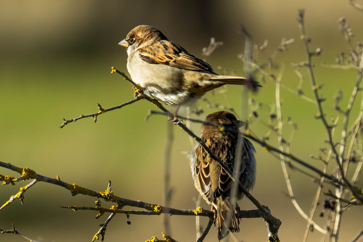 House Sparrow - ML646293870