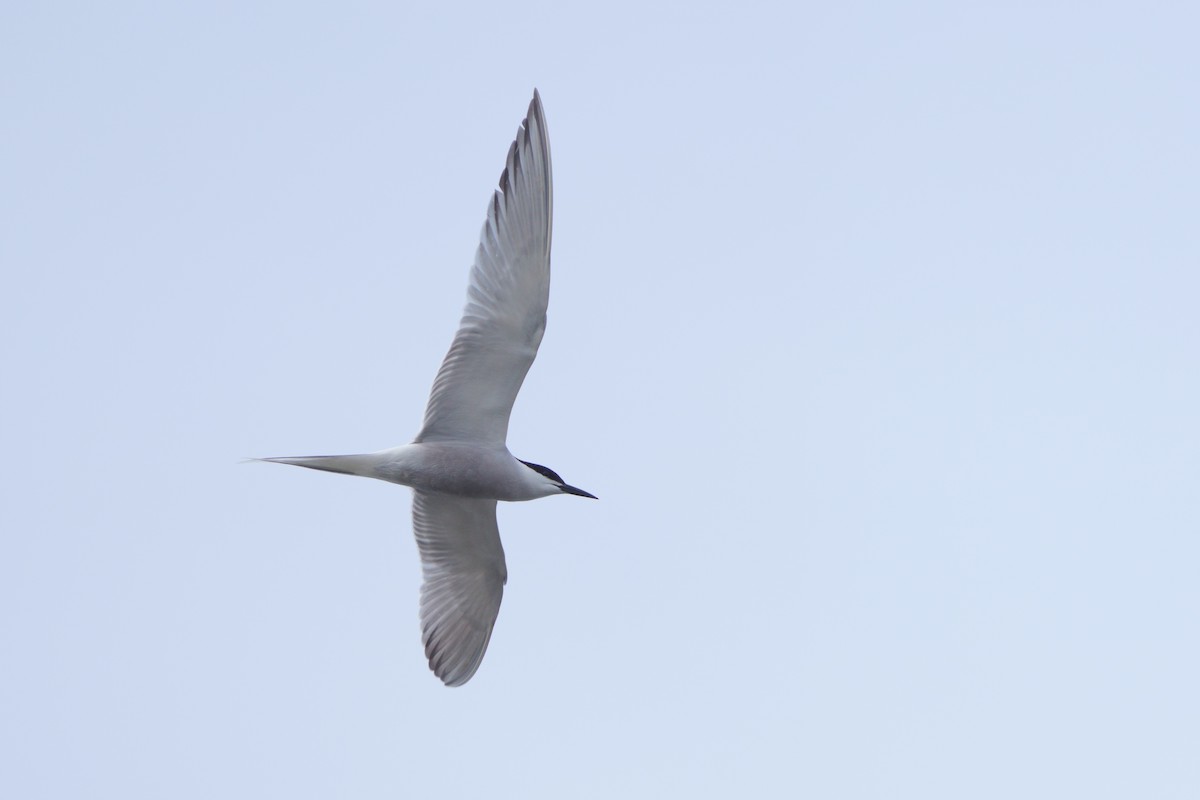 makrellterne - ML646293874