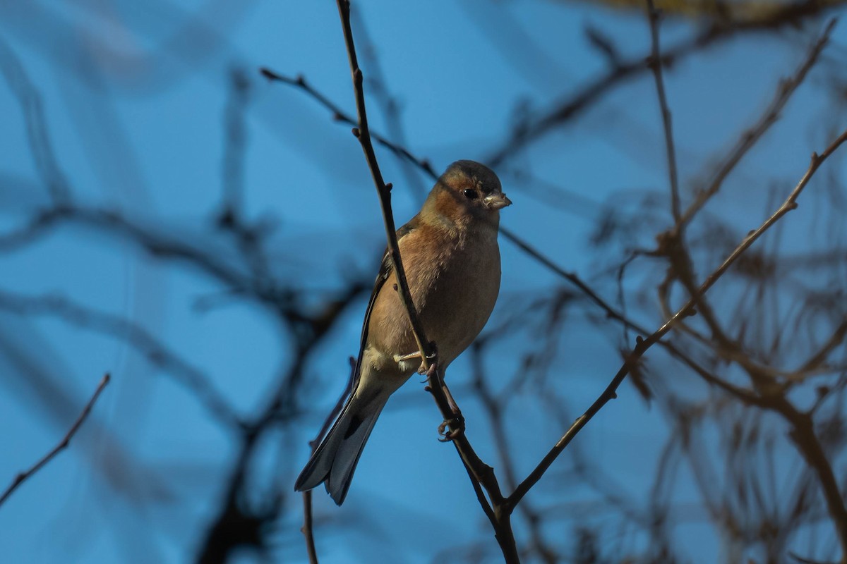 Common Chaffinch - ML646293876