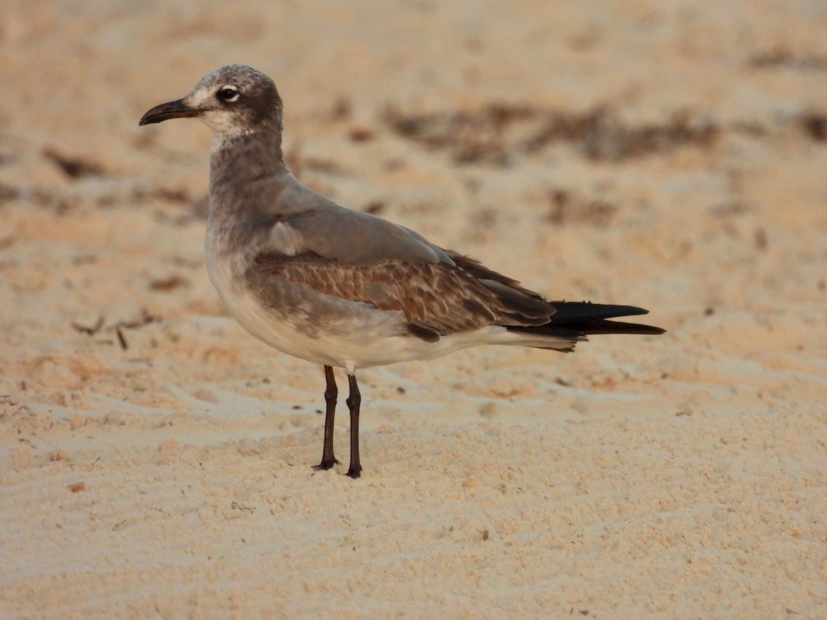 Gabbiano sghignazzante - ML646293878