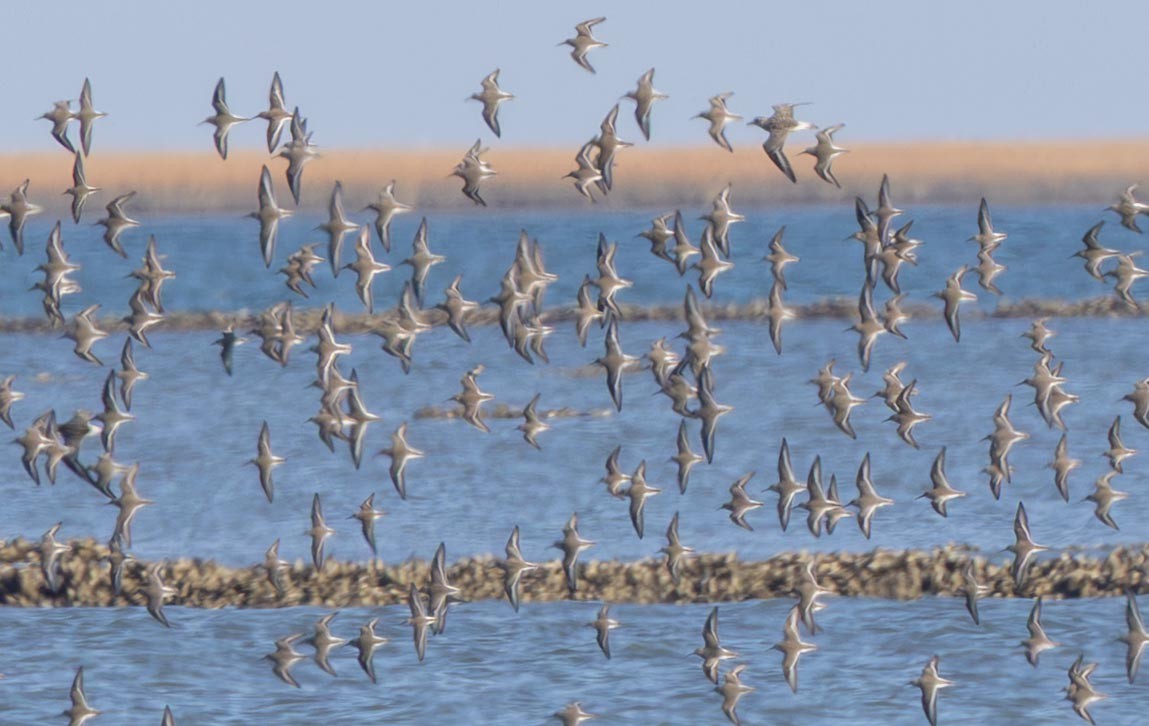 黑腹濱鷸 - ML646293880