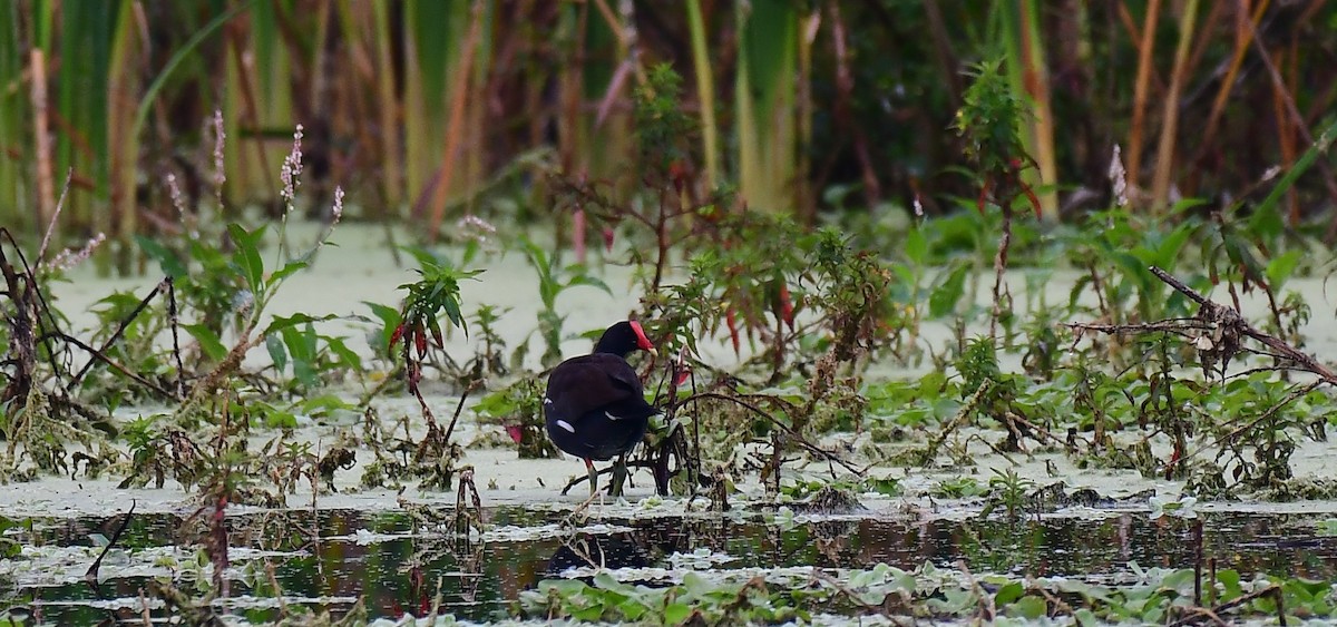 Common Gallinule - ML646293881