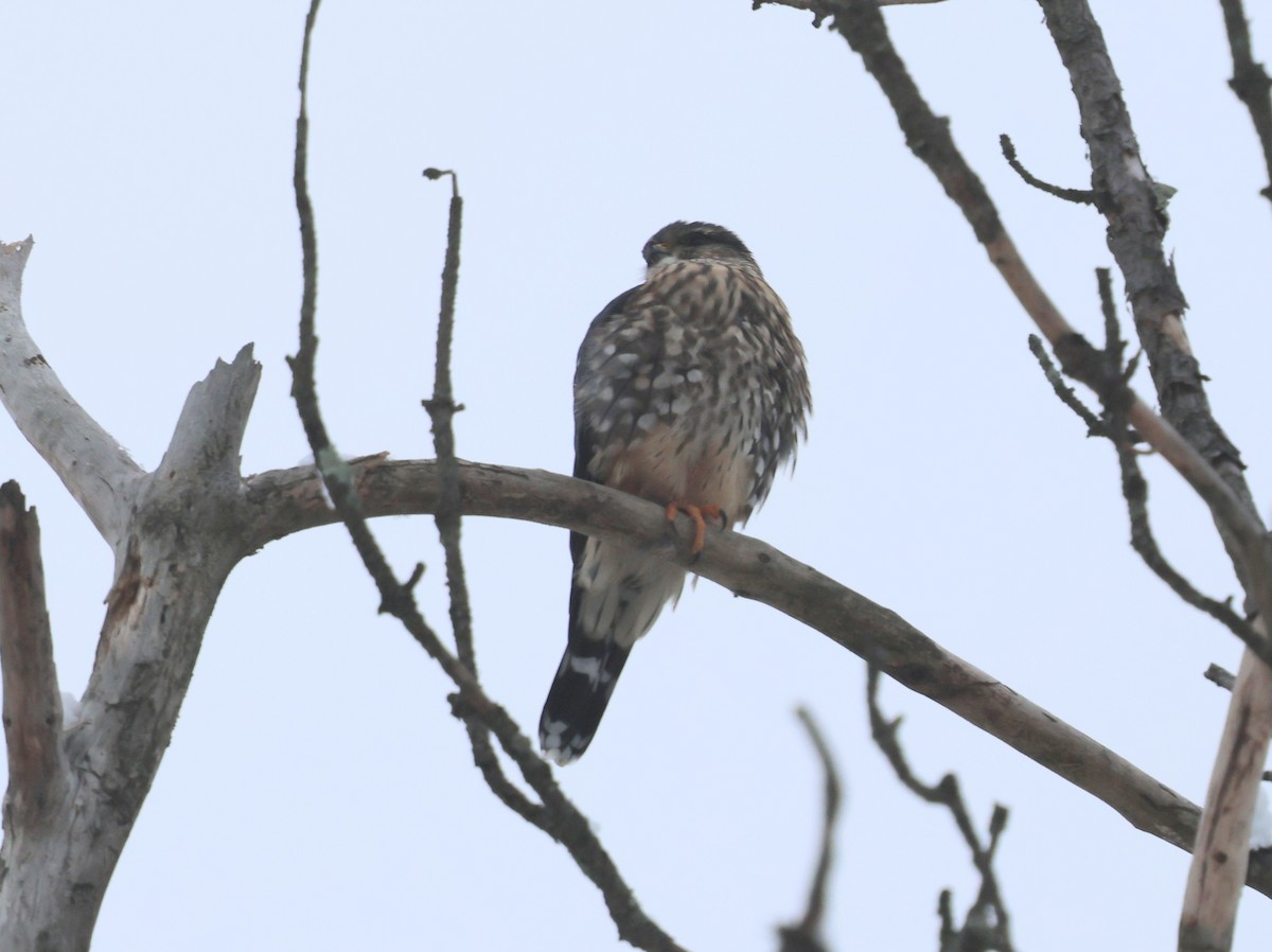 Merlin - ML646293882