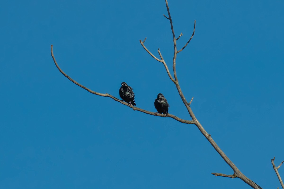 Spotless Starling - ML646293884