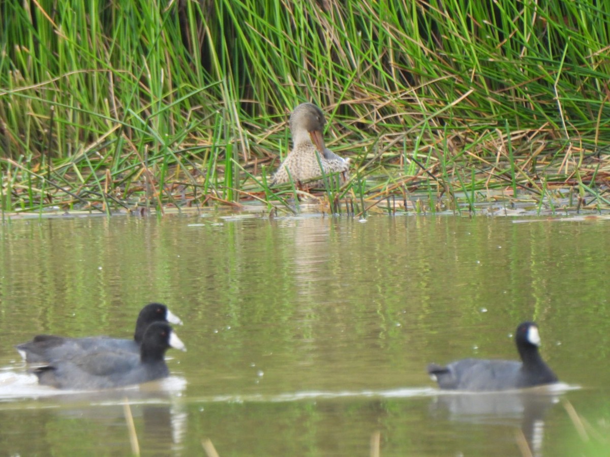 Northern Shoveler - ML646293886