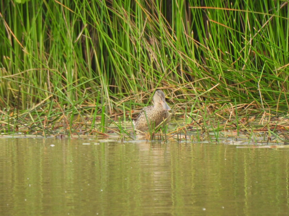 Northern Shoveler - ML646293887