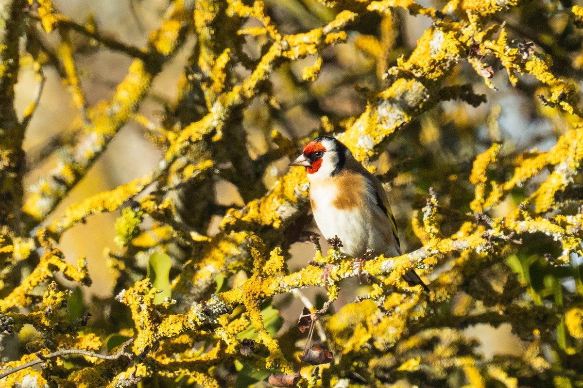 European Goldfinch - ML646293891