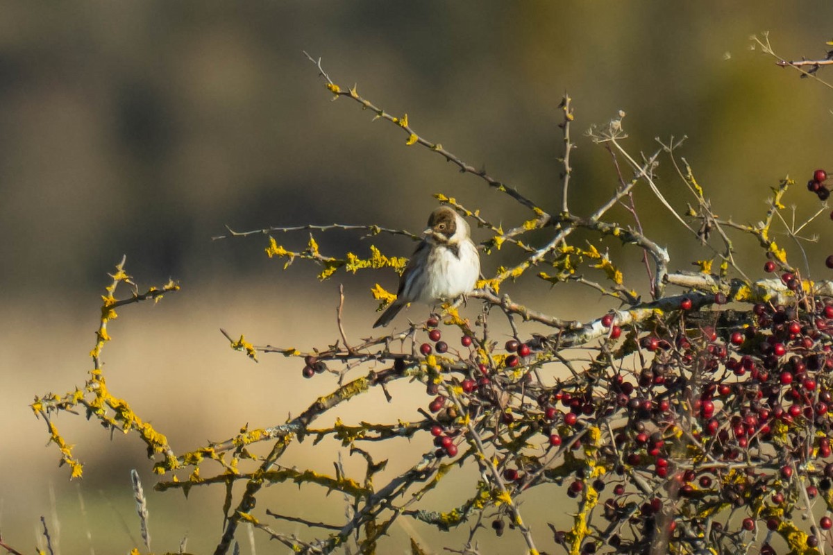 Reed Bunting - ML646293895
