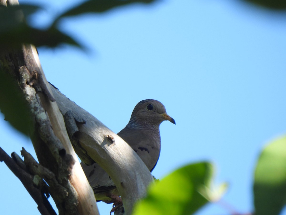 Common Ground Dove - ML646293897