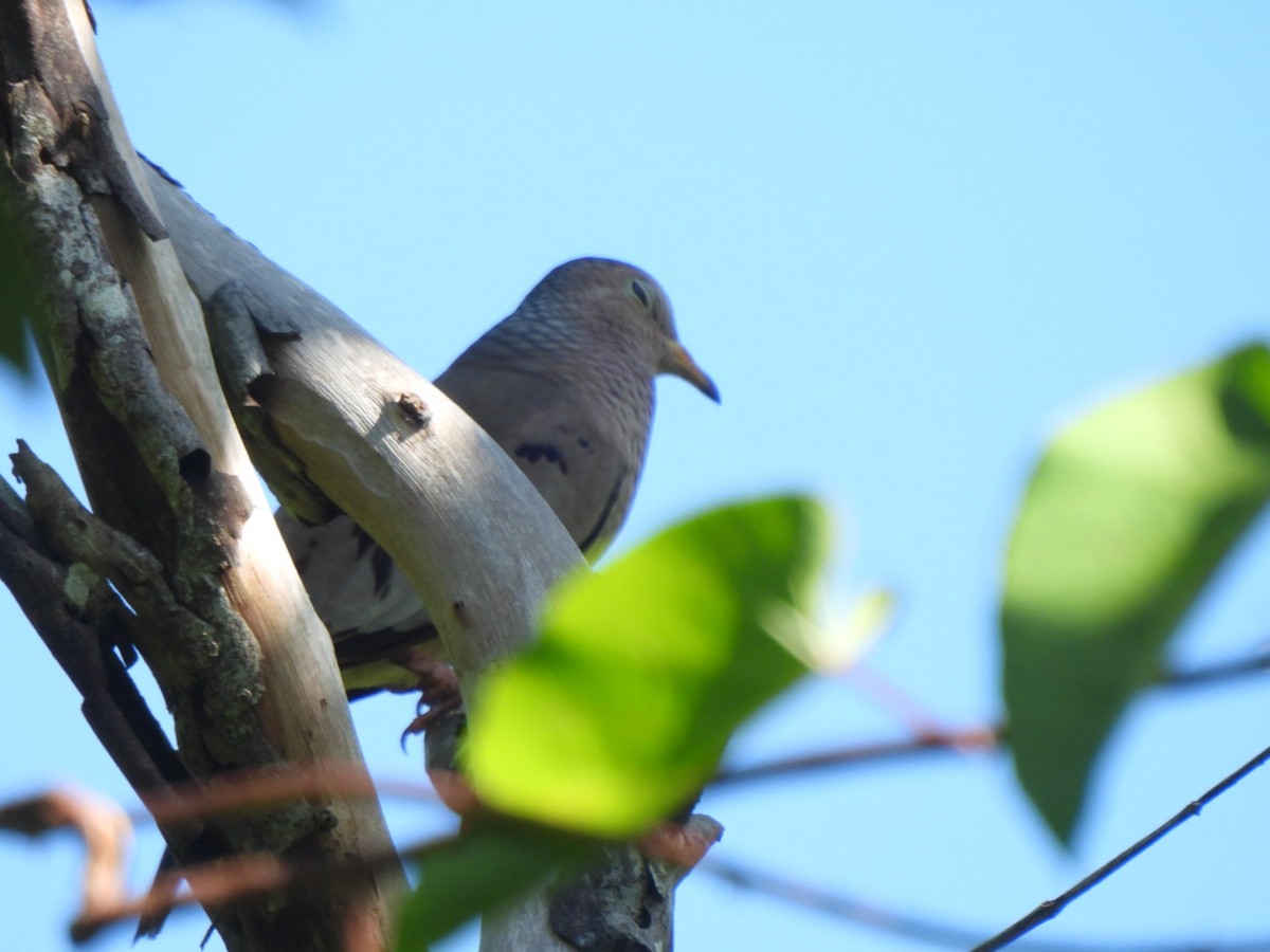 Common Ground Dove - ML646293898