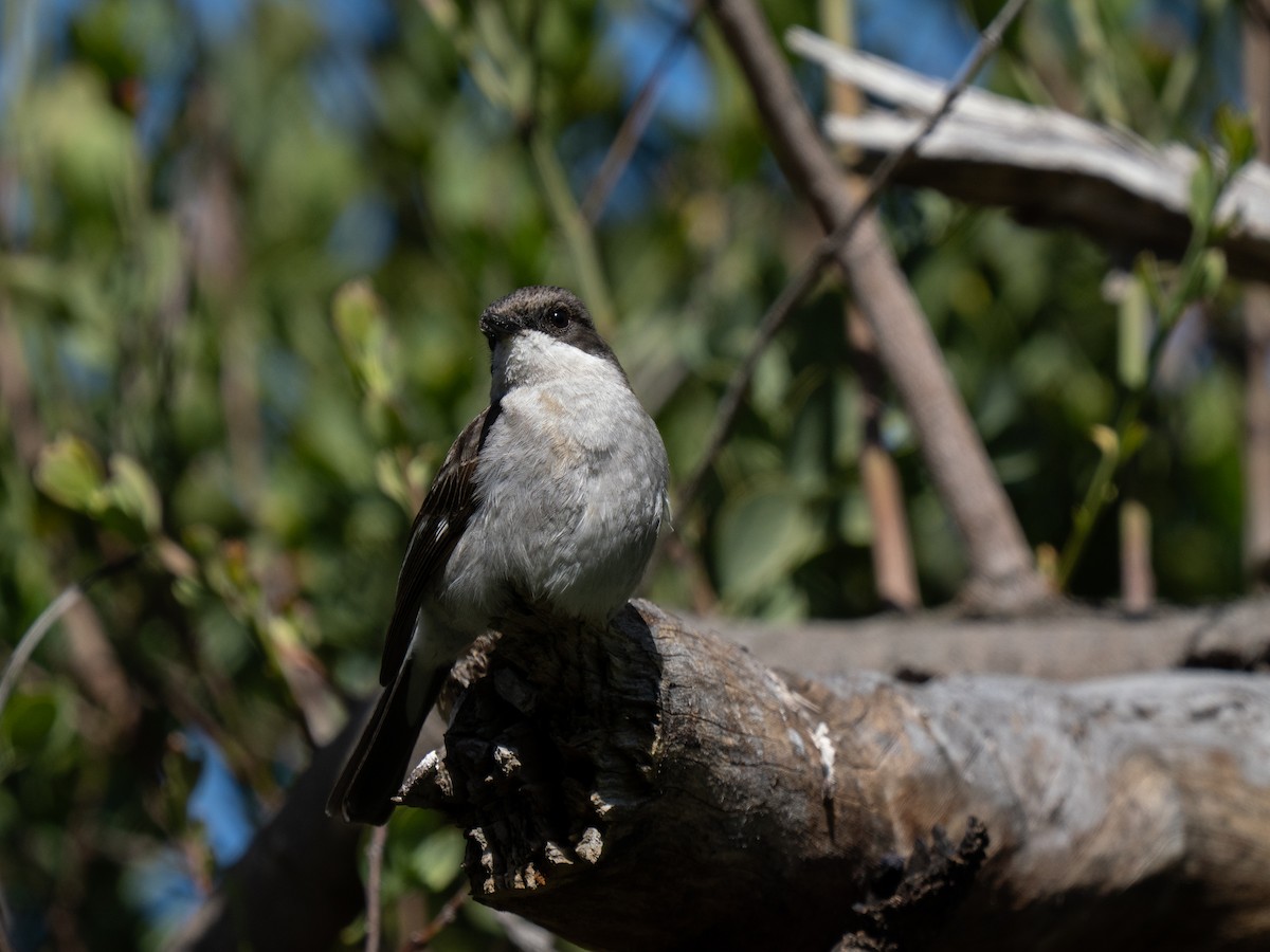 Fiscal Flycatcher - ML646293899