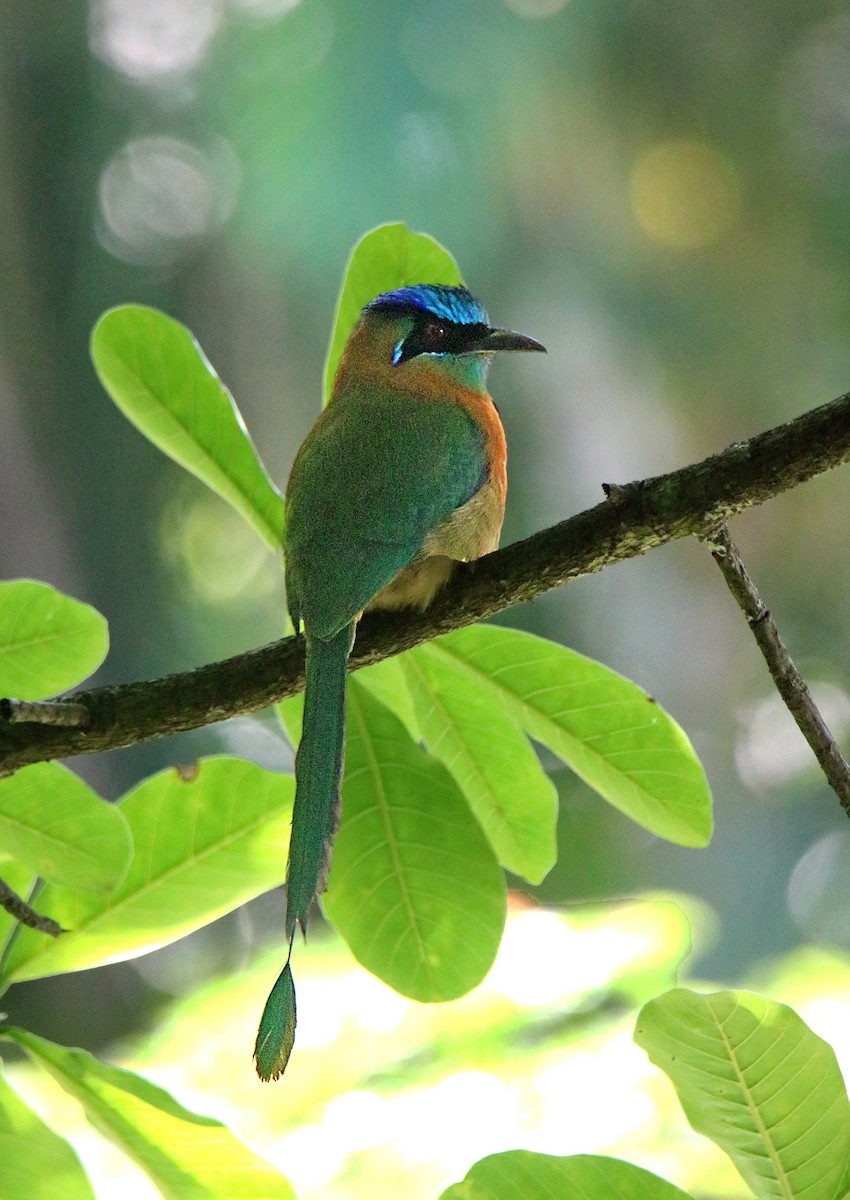 Lesson's Motmot - ML646293901