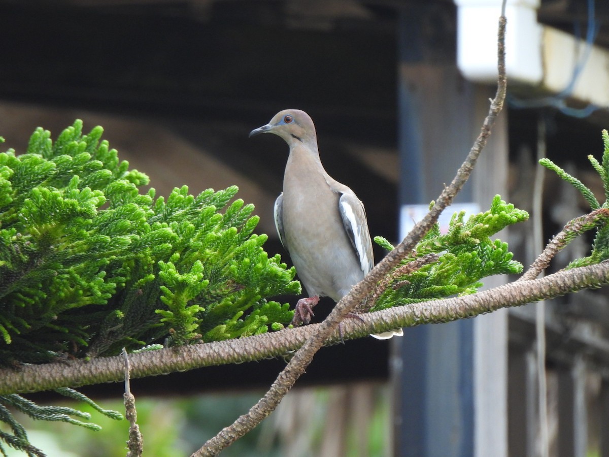 White-winged Dove - ML646293907
