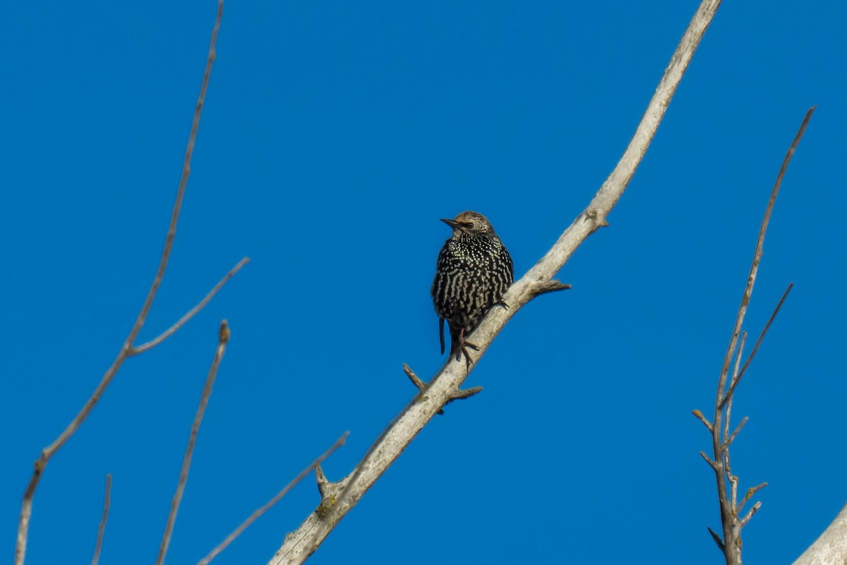 European Starling - ML646293911