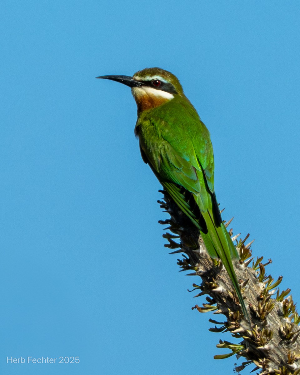 Olive Bee-eater - ML646293920