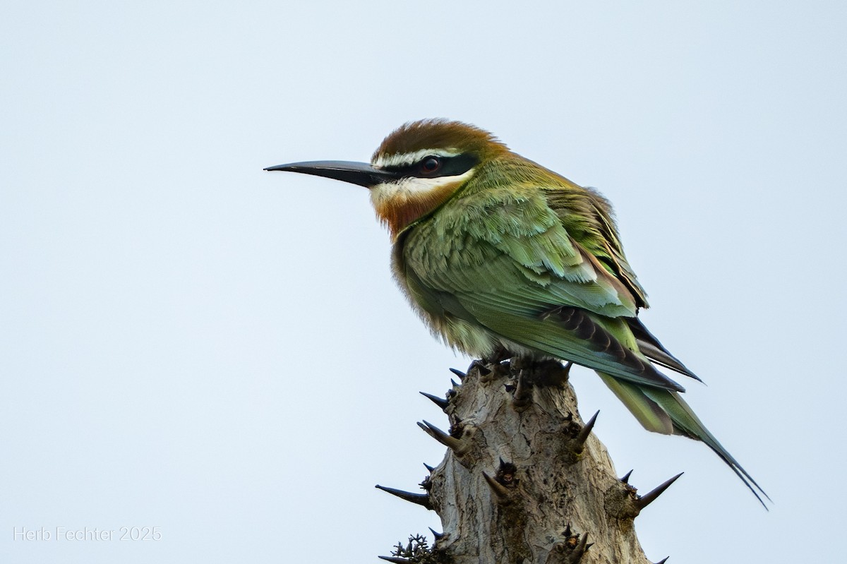 Olive Bee-eater - ML646293921