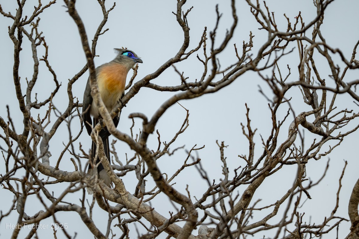 Tepeli Kua - ML646293923