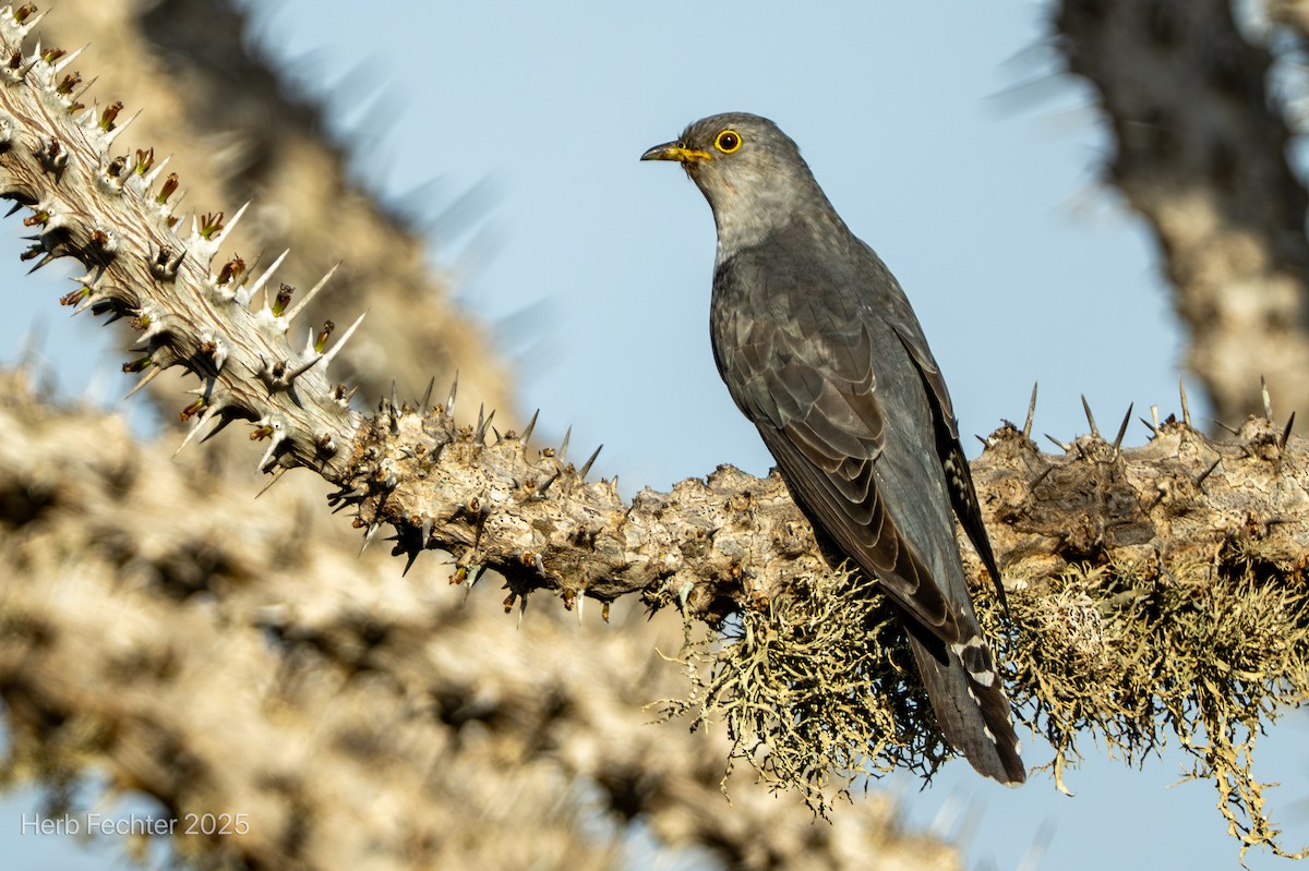 Madagascar Cuckoo - ML646293925