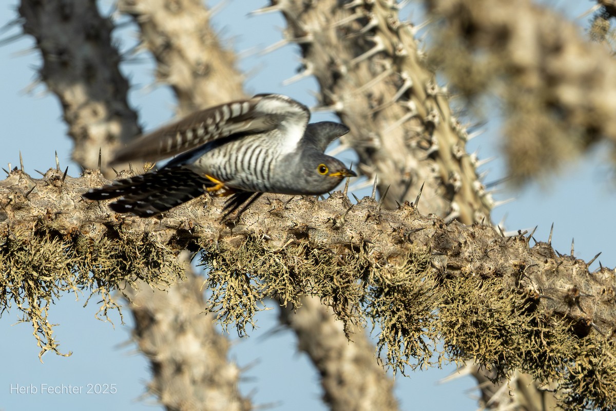 Madagascar Cuckoo - ML646293926